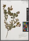 Foto von Salix starkeana Willd.
